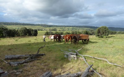 Farm, Fun and Facebook Likes